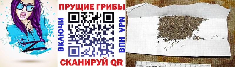 даркнет наркотические препараты  Темрюк  мега ссылки  Псилоцибиновые грибы GOLDEN TEACHER  даркнет сайт 